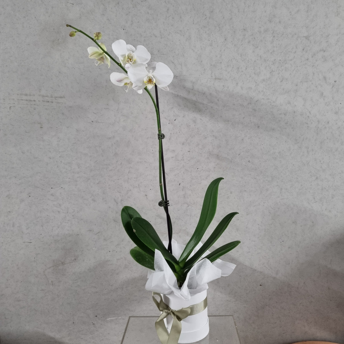 Potted Phalaenopsis Orchid