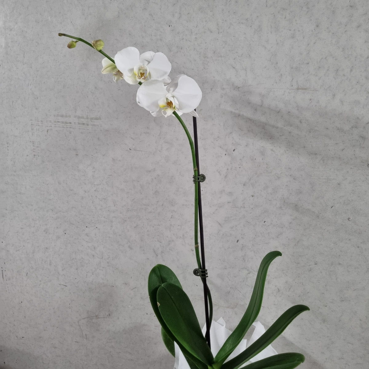 Potted Phalaenopsis Orchid